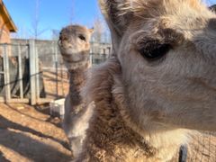 -意大利农场度假村