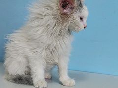 -瑞派福兴宠物医院犬猫全科·骨科·中西医结合(河东店)