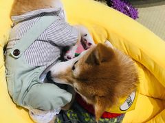 -逗柴咖啡屋·狗咖猫咖宠物桌游
