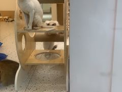 -猫域·湾主题猫咖·宠物吧(南坪城市广场店)
