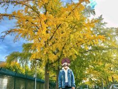 -三里屯东五街银杏大道