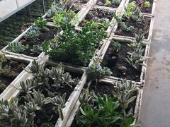 -甜心庄园·甜心草莓采摘园(西青中北店)
