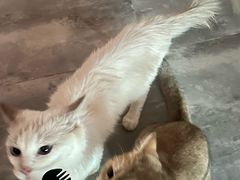 -楼上猫咖(罗湖店)