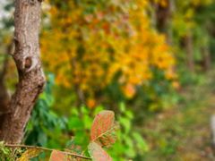 -万柳高尔夫俱乐部