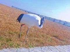 -盐城丹顶鹤湿地生态旅游区