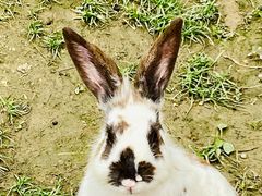 -紫颐香薰山谷景区