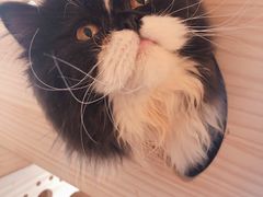 -名猫咖啡馆·撸猫·拼豆