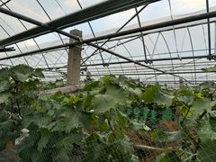 -马陆小张葡萄园农家乐