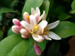 -秦美花卉(天朗·莱茵小城2期店)