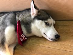 -Husky Go! 哈士奇体验馆·宠物咖啡厅狗咖