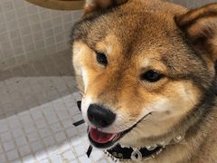 -柴务处·柴犬主题狗咖