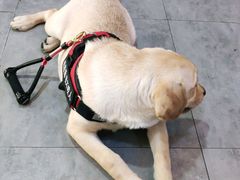 -严国平动物医院(德政总院)