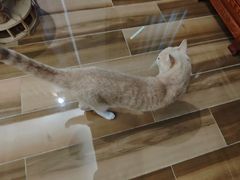 -宠福鑫动物医院(城北分院)