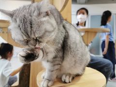 -Heymao猫咖.咖啡厅(东门店)