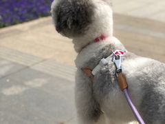 -Goku PET SHOP宠物视觉生活馆(双井店)