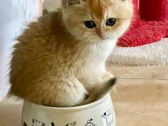 -猫十亿·布偶金渐层·曼基康矮脚猫舍(青年路店)