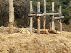 -大连森林动物园