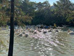 -大湾区中央湿地公园