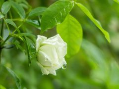 -杭州植物园
