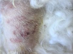 -北京观赏动物医院·24小时大型综合·猫专科·异宠专科