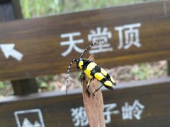 -广州市石门国家森林公园