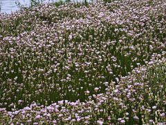 -春花秋色城市公园