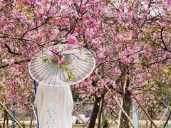 -天适樱花悠乐园