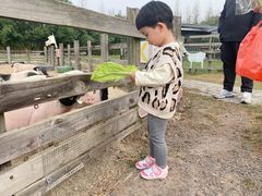 -田园东方蜜桃村的田野营地