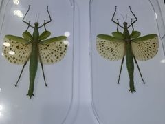 -上海昆虫博物馆