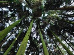 -武陵山森林公园