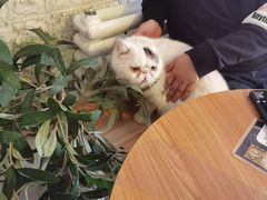-平行世界·猫咖(首经贸店)