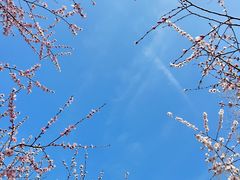-桃花堤公园