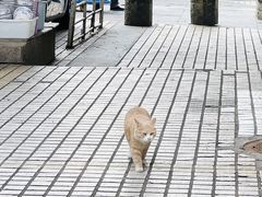 -野鸽子咖啡(航空路店)