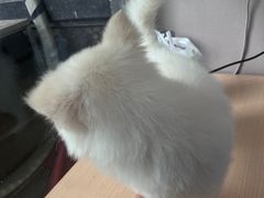 -瑞鹏宠物医院·超声·骨科·奇麟分院(蜀都万达店)