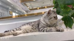 -镁连社·美联社
