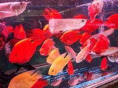 -桂林市花鸟市场