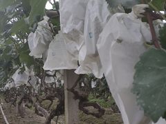 -马陆小张葡萄园农家乐