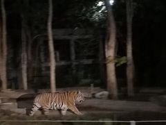 -清迈夜间动物园