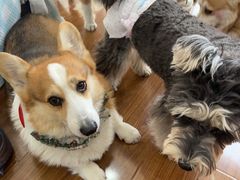 -汪说·狗咖·拼豆·宠物周边DIY(旺城大厦店)