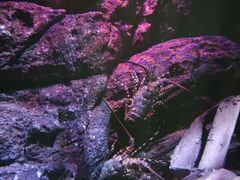 -暹罗海洋世界