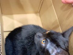 -创凡宠物医院·骨专科  猫科中心(西乡分院)