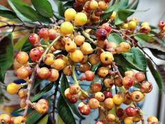 -七菜馆·东北菜·蒸饺(文体路店)