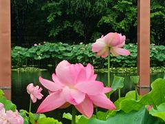 -陈家山荷花公园