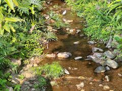 -深圳仙湖植物园