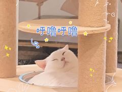 -楼上猫咖(罗湖店)