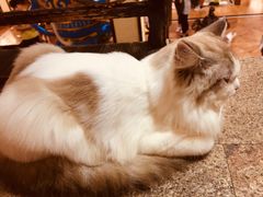 -more than meow吴止猫主题餐厅(承德 中船汇店)