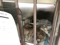 -芭比堂动物医院·犬猫全科·异宠专科(雁塔分院)