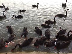 -艾溪湖湿地公园