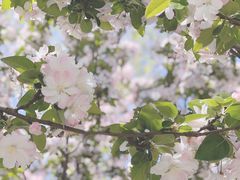 -桃花堤公园