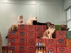 -安格丽娜·狗咖·猫咖羊驼咖(春熙路百盛商场店)
